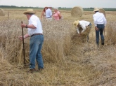 Traditional harvesting with a scythe. 